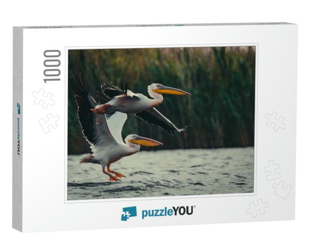 Two Pelicans... Jigsaw Puzzle with 1000 pieces