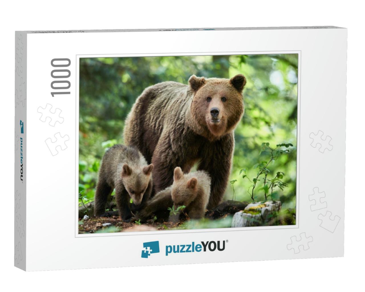 Wild Brown Bear Ursus Arctos Close Up... Jigsaw Puzzle with 1000 pieces