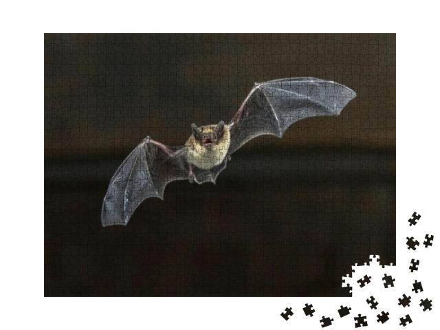 Pipistrelle Bat Pipistrellus Pipistrellus Flying on Woode... Jigsaw Puzzle with 1000 pieces