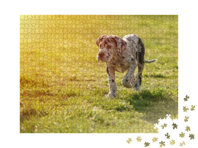 Puppy Great Dane on the Grass... Jigsaw Puzzle with 1000 pieces