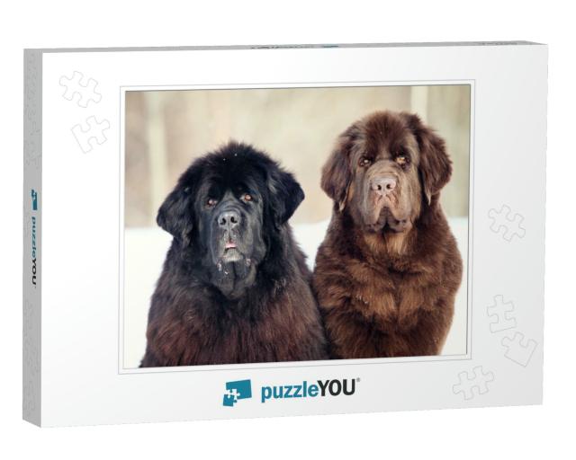 Newfoundland Dog Sitting & Looking At the Camera in Winte... Jigsaw Puzzle