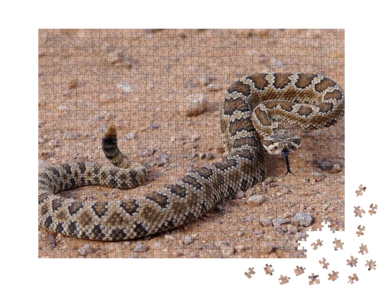 Dangerous Rattle Snake, Coiled & Ready to Strike - Great... Jigsaw Puzzle with 1000 pieces