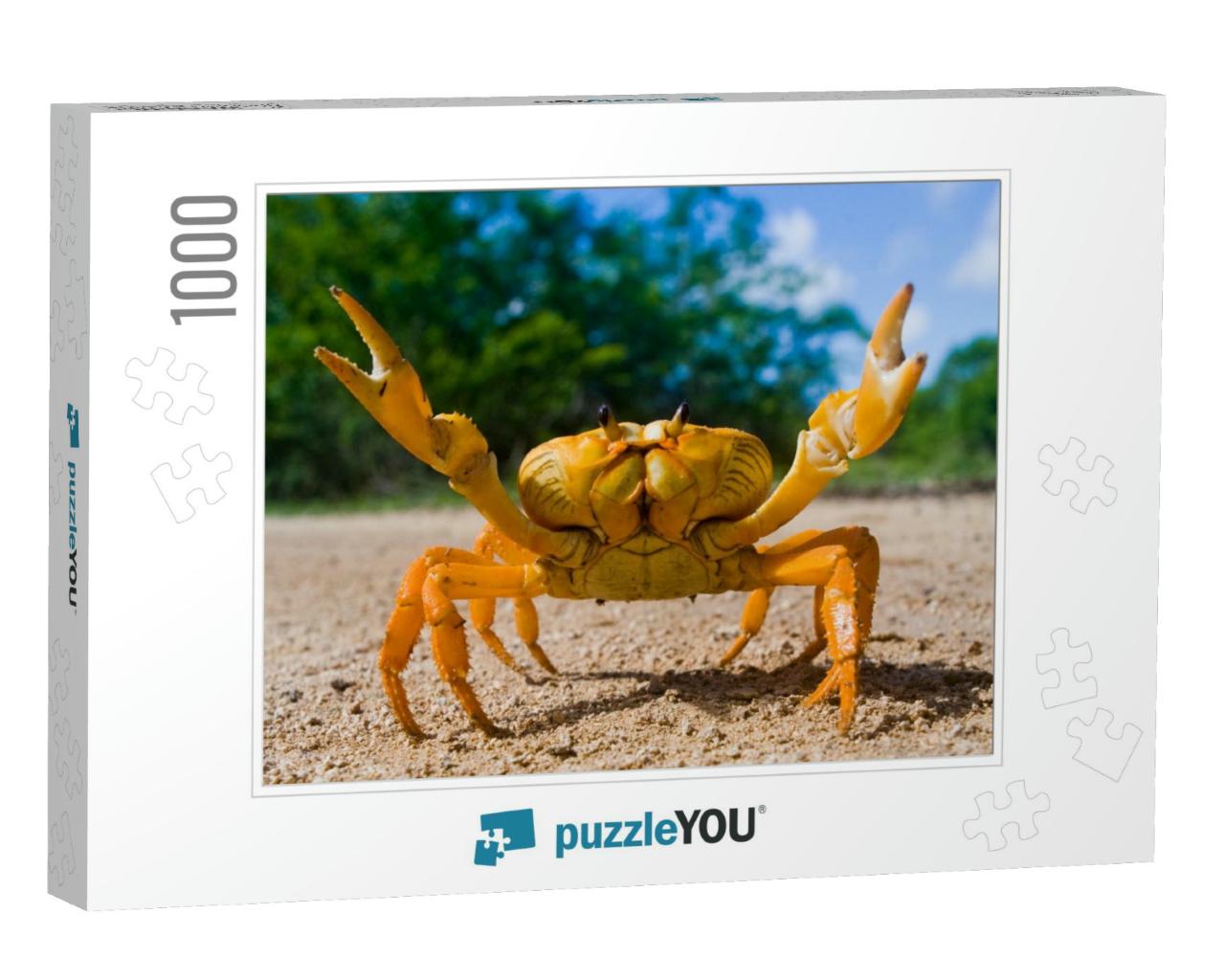 Yellow Land Crab. Cuba... Jigsaw Puzzle with 1000 pieces