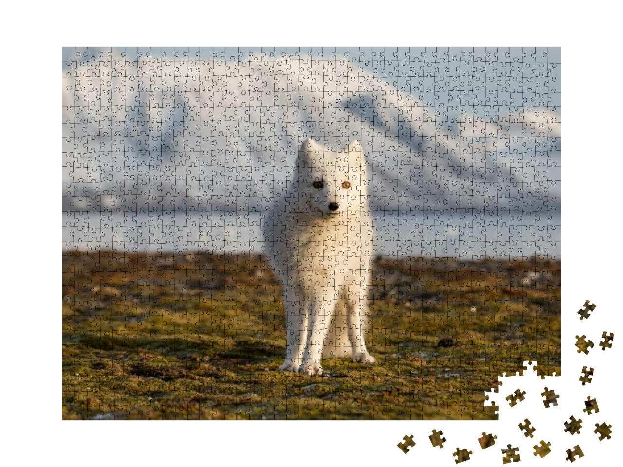 Arctic Fox in the Rays of Sunset... Jigsaw Puzzle with 1000 pieces