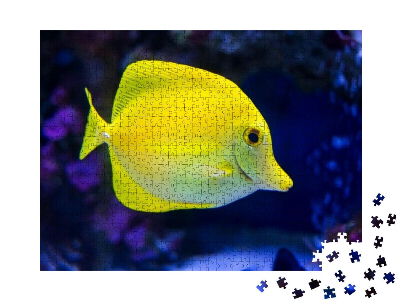 A Tropical Yellow Surgeon Fish Swimming in a Fishtank. Ho... Jigsaw Puzzle with 1000 pieces