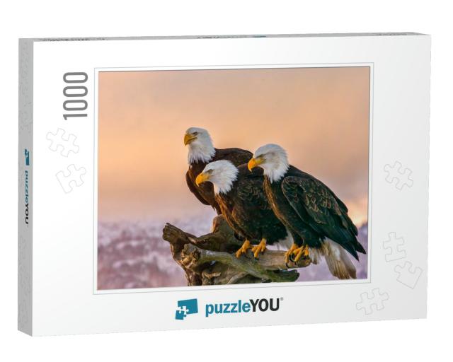 Three American Bald Eagles Perch on Tree Snag Against Bac... Jigsaw Puzzle with 1000 pieces