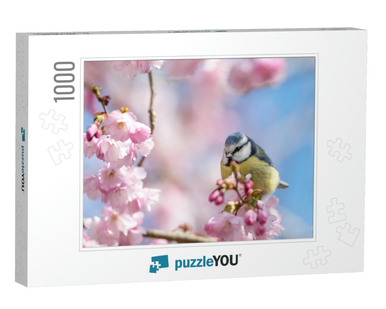 A Blue Tit Sits on a Beautiful Branch with Cherry Blossom... Jigsaw Puzzle with 1000 pieces