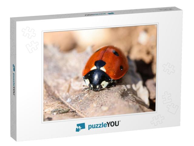 Close Up of a Ladybugs... Jigsaw Puzzle