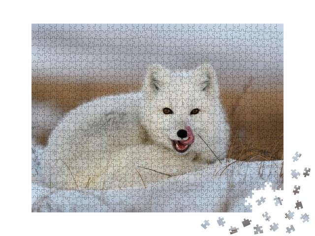White Arctic Fox Vulpes Lagopus Curled Up on Snow in Arct... Jigsaw Puzzle with 1000 pieces