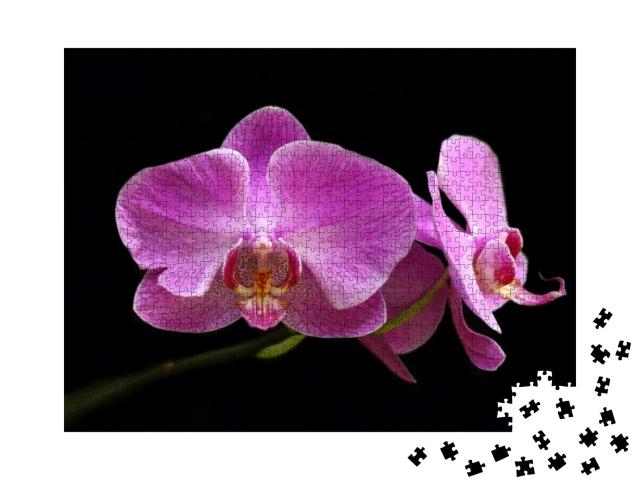 Broken Petal of Pink Moon Orchid Flower with Black Backgr... Jigsaw Puzzle with 1000 pieces