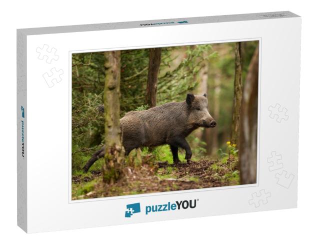 Wild Boar, Sus Scrofa, Czech Republic... Jigsaw Puzzle