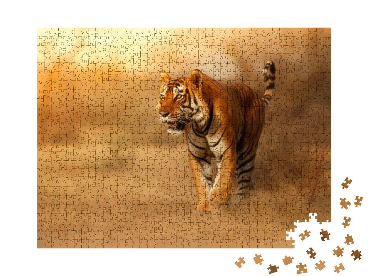 Great Tiger Male in the Nature Habitat. Tiger Walk During... Jigsaw Puzzle with 1000 pieces