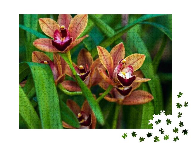 Cymbidium Burgundian Chateau Orchid - Orange Brown Orchid... Jigsaw Puzzle with 1000 pieces