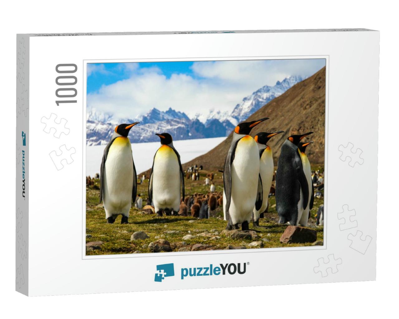 King Penguins on South Georgia Island, Antarctica... Jigsaw Puzzle with 1000 pieces