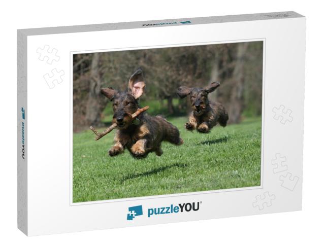 Two Dogs Wire-Haired Dachshund... Jigsaw Puzzle