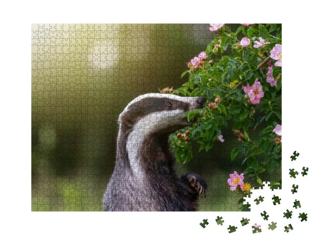 Standing European Badger is Standing on His Hind Legs & S... Jigsaw Puzzle with 1000 pieces