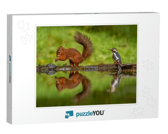 Red Squirrel Sciurus Vulgaris & a Greater Spotted Woodpec... Jigsaw Puzzle