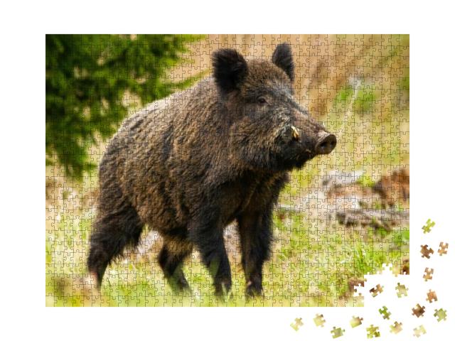 Dominant Wild Boar, Sus Scrofa, Male Sniffing with Massiv... Jigsaw Puzzle with 1000 pieces