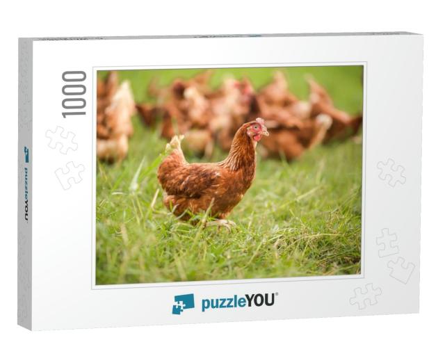Chickens Walk on the Grass in the Morning... Jigsaw Puzzle with 1000 pieces