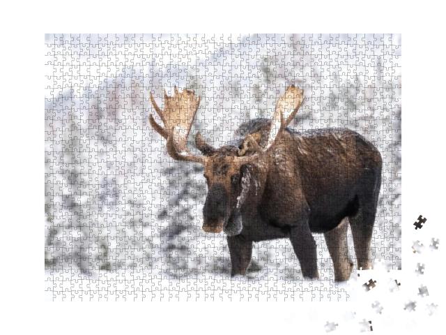 A Moose in Snow in Jasper Canada... Jigsaw Puzzle with 1000 pieces