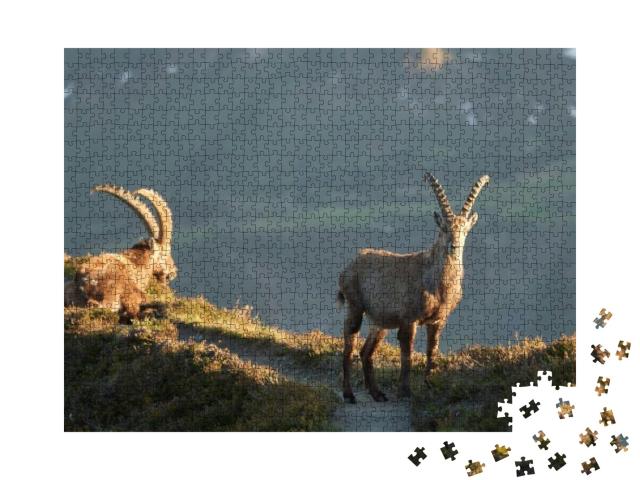 Capricorn Alpine Ibex Capra Ibex Mountain Swiss Alps... Jigsaw Puzzle with 1000 pieces