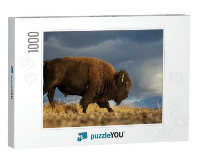 American Bison A. K. A. Buffalo Walking Across the Prairi... Jigsaw Puzzle with 1000 pieces