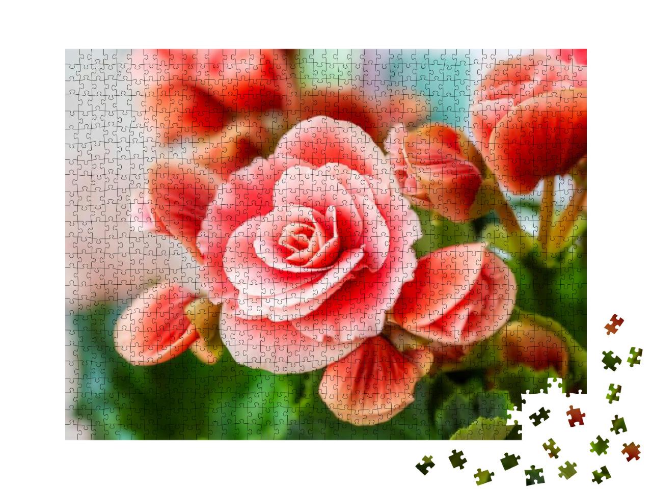 Close-Up of Pink Begonia Flowers Showing Their Textures... Jigsaw Puzzle with 1000 pieces