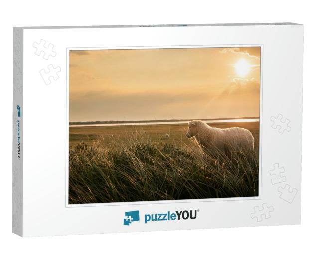 Woolly Lamb in Marram Grass At Sunrise, on the Coastline... Jigsaw Puzzle
