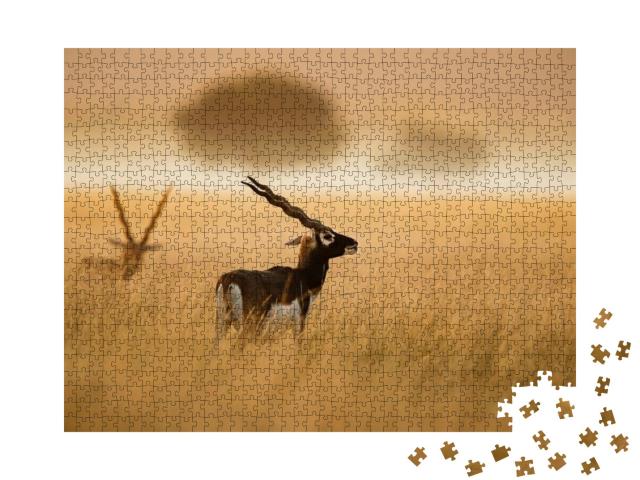 Indian Blackbuck from Tal Chappar Rajashthan... Jigsaw Puzzle with 1000 pieces