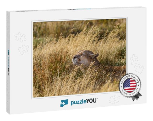 Chile, Torres Del Paine National Park. Puma Sits R... Jigsaw Puzzle