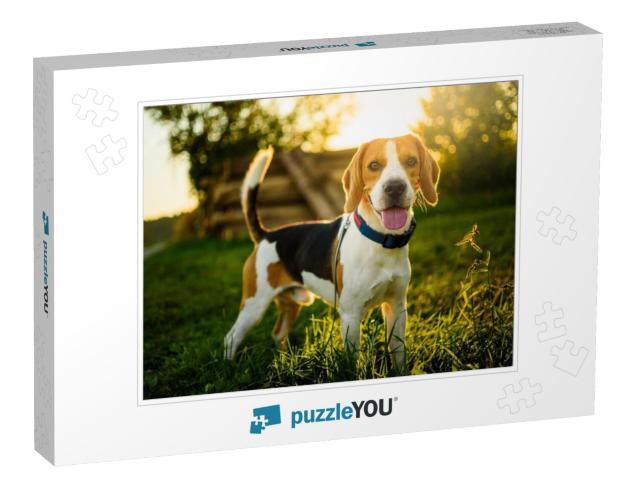 Dog Portrait Back Lit Background. Beagle with Tongue Out... Jigsaw Puzzle