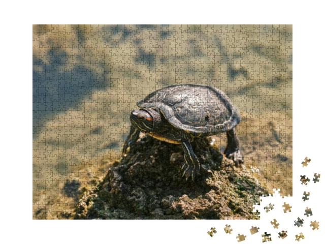 Cute Turtle in a Lake... Jigsaw Puzzle with 1000 pieces