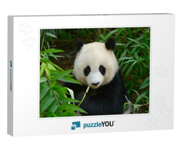 Hungry Giant Panda Bear Eating Bamboo At Chengdu, China... Jigsaw Puzzle