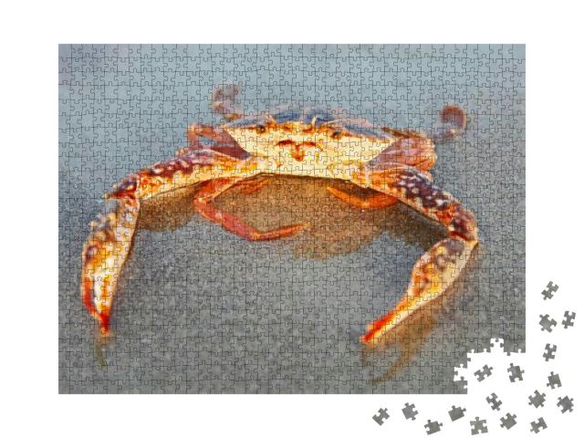 Funny Red Crab Sitting on the Sand Taken in Goa, India... Jigsaw Puzzle with 1000 pieces