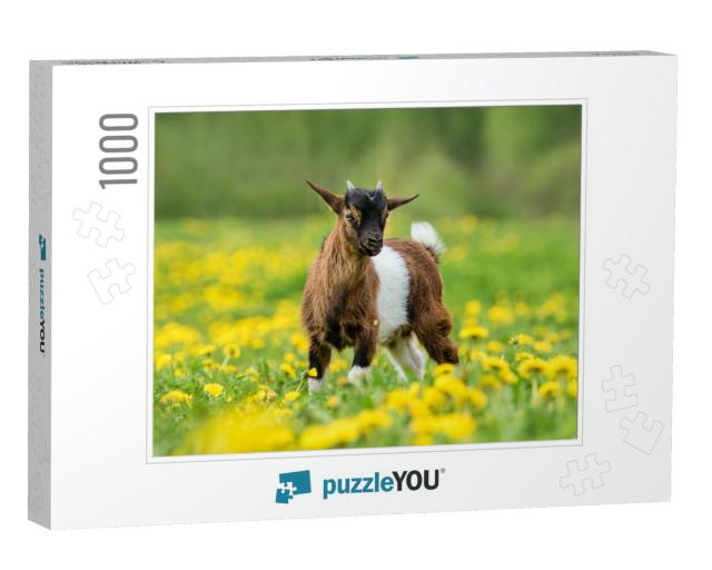 Little Nigerian Pygmy Goat Baby on the Field with Flowers... Jigsaw Puzzle with 1000 pieces