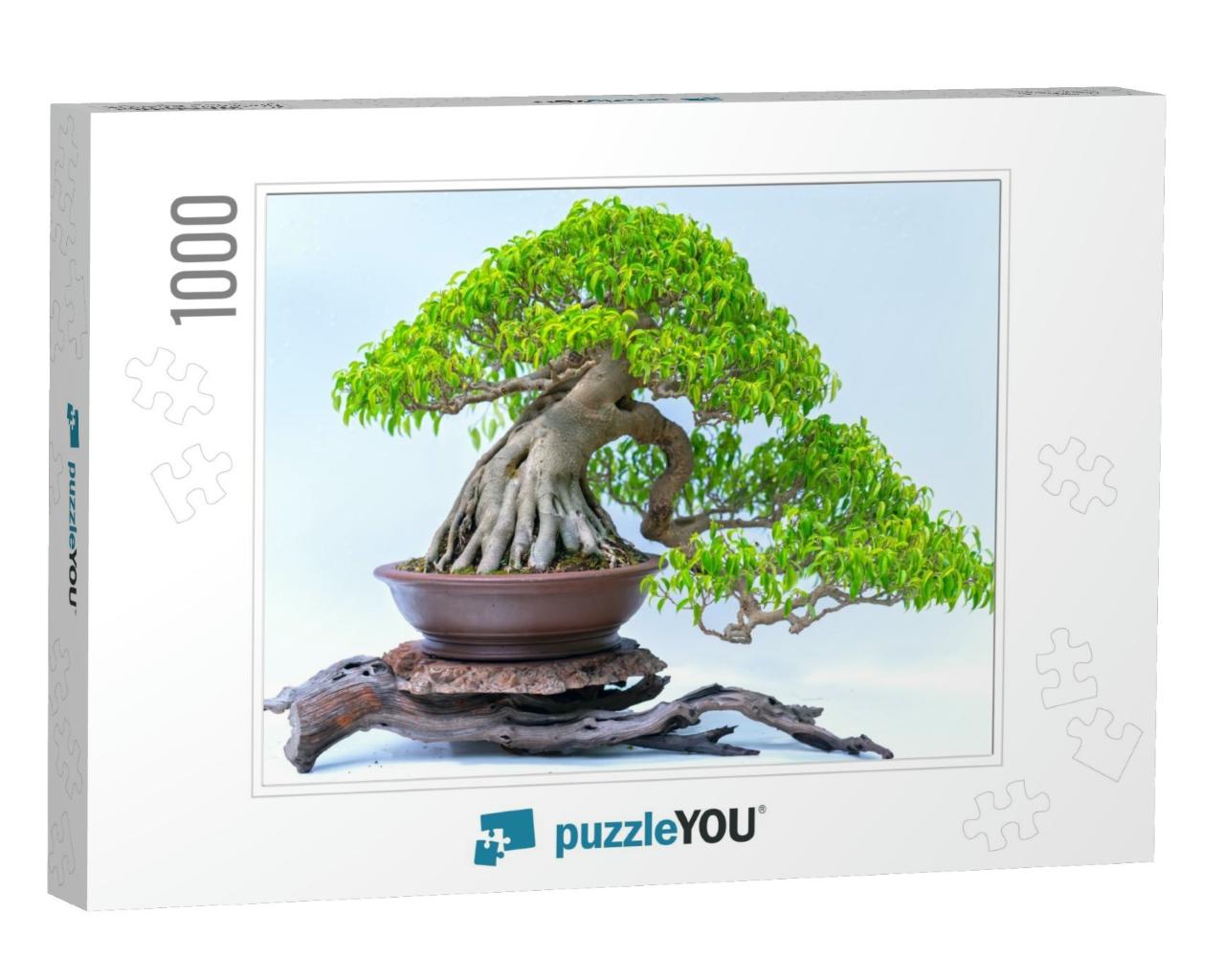 Green Old Bonsai Tree Isolated on White Background in a P... Jigsaw Puzzle with 1000 pieces