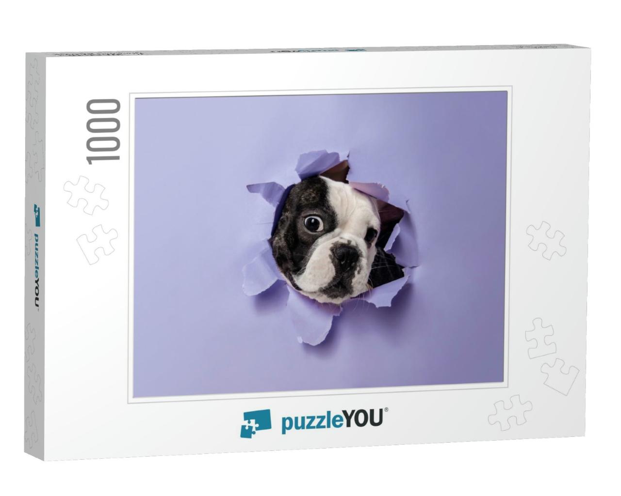 Break Through. French Bulldog Young Dog is Posing. Cute P... Jigsaw Puzzle with 1000 pieces