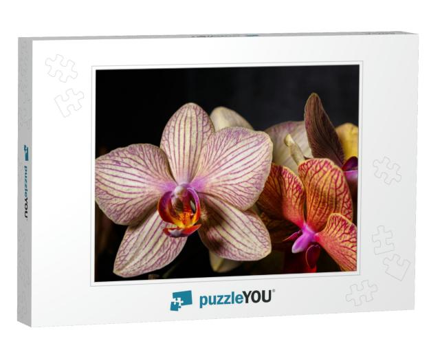 Floral Concept. Orchids Blossom Close Up. Orchid Flower P... Jigsaw Puzzle