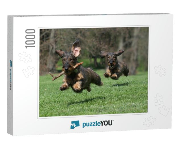 Two Dogs Wire-Haired Dachshund... Jigsaw Puzzle with 1000 pieces