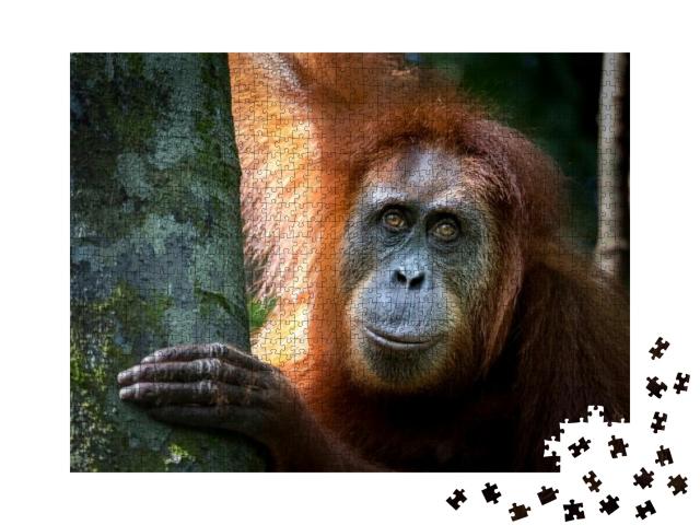 Portrait of the Famous & Endangered Sumatran Orangutan. O... Jigsaw Puzzle with 1000 pieces