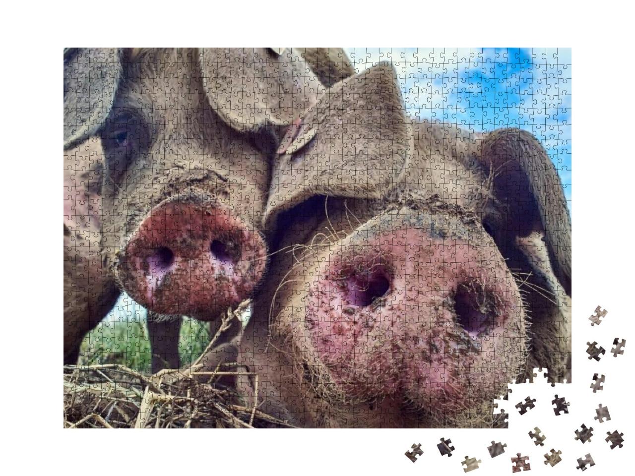 Organic Free Range Pigs Close Up... Jigsaw Puzzle with 1000 pieces