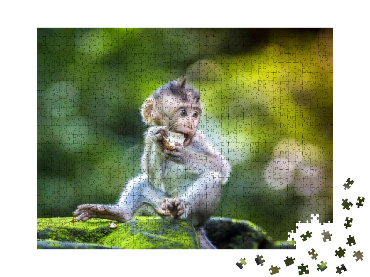 Little Baby-Monkey in Monkey Forest of Ubud, Bali, Indone... Jigsaw Puzzle with 1000 pieces
