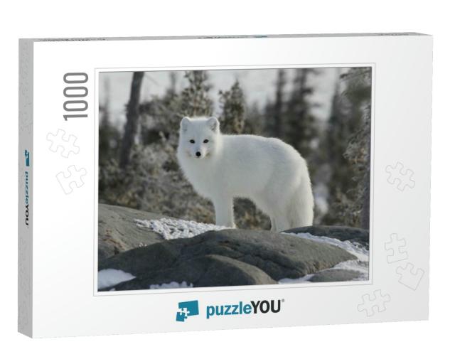 Arctic Fox Vulpes Lagopus in White Winter Coat Staring Of... Jigsaw Puzzle with 1000 pieces