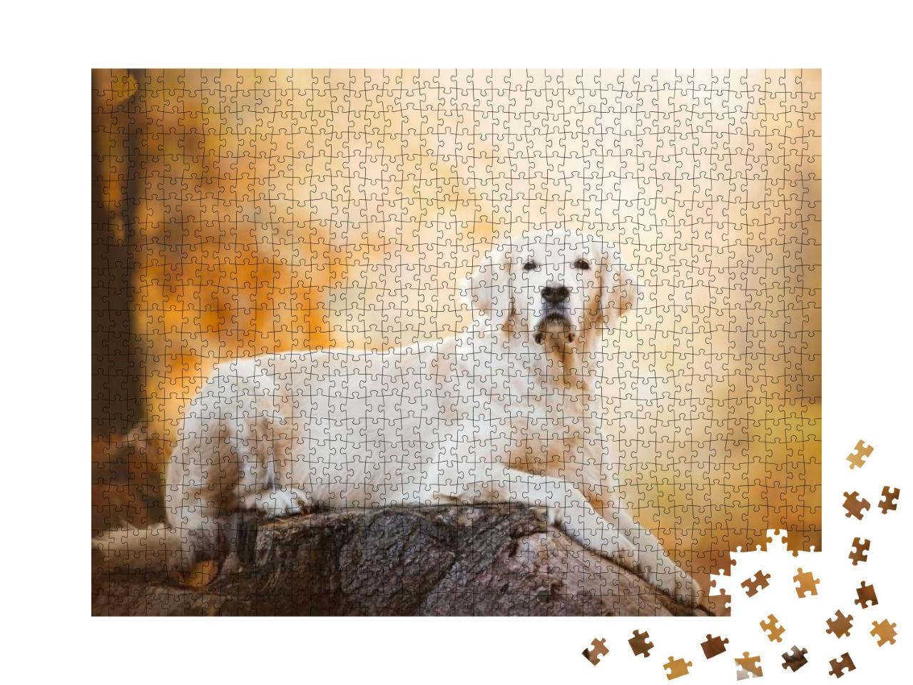Dog Breed Golden Retriever Lies on a Stump... Jigsaw Puzzle with 1000 pieces