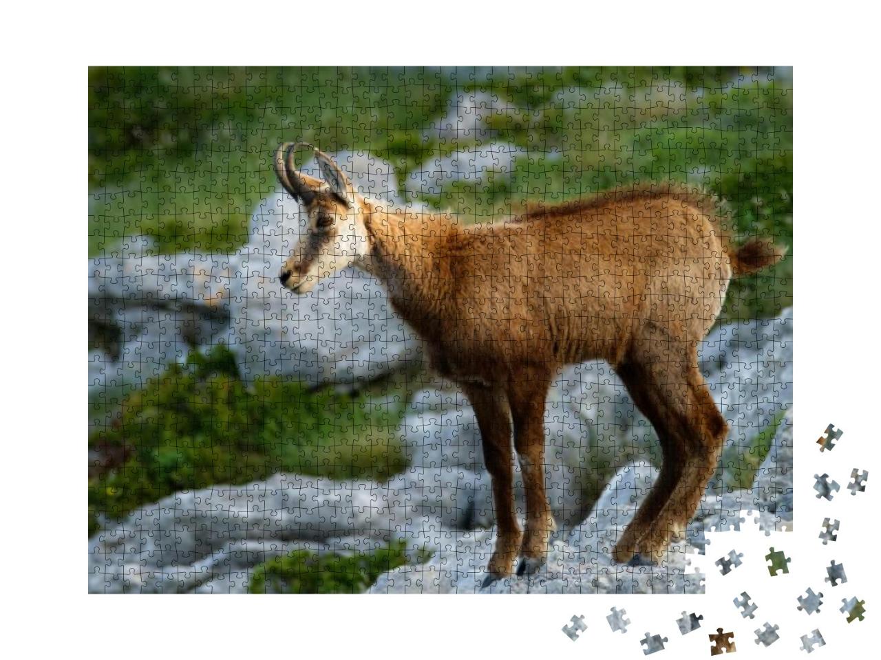 Chamois in Biokovo Nature Park, Croatia... Jigsaw Puzzle with 1000 pieces
