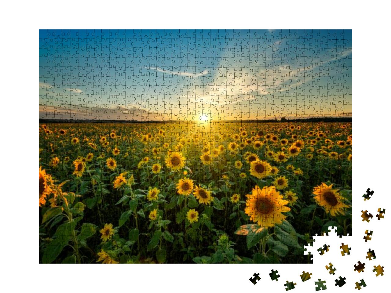 Beautiful Sunset Over Sunflower Field... Jigsaw Puzzle with 1000 pieces