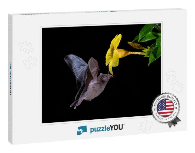 Pallass Long-Tongued Bat - Glossophaga Soricina, New Worl... Jigsaw Puzzle