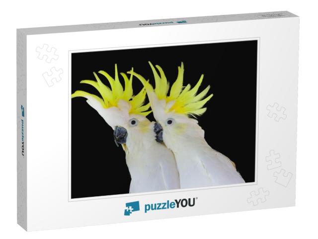 Greater Sulphur-Crested Cockatoo Isolated on Black Backgr... Jigsaw Puzzle