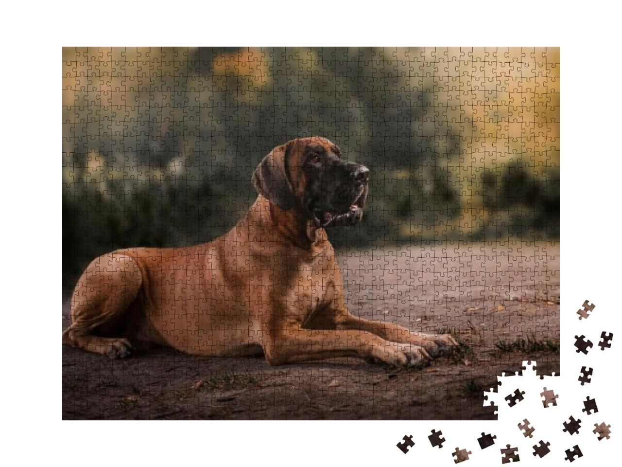 Great Dane Dog... Jigsaw Puzzle with 1000 pieces