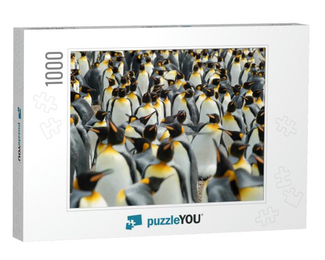 Royal Penguin Colony... Jigsaw Puzzle with 1000 pieces